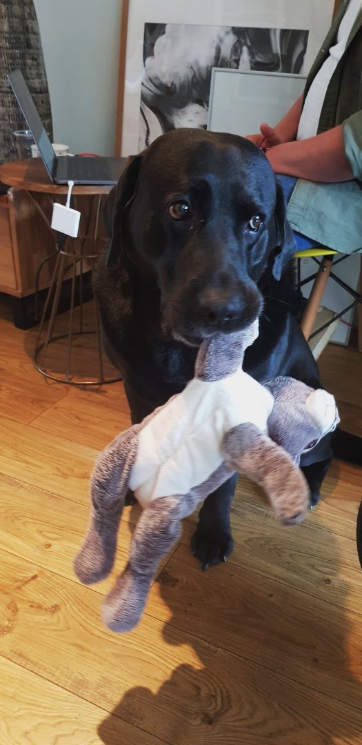 Mark Pacura's dog at workshop
