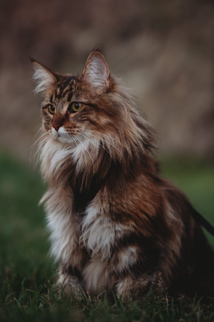 mainecoon on engagement session