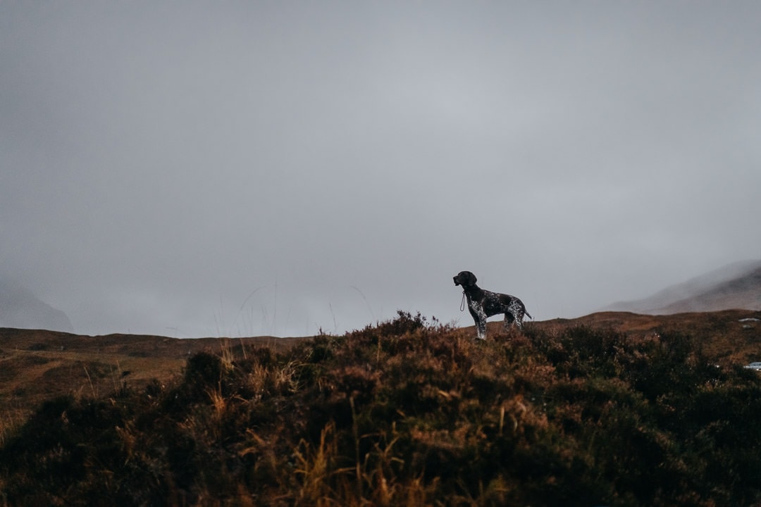 Glencoe elopement with a dog