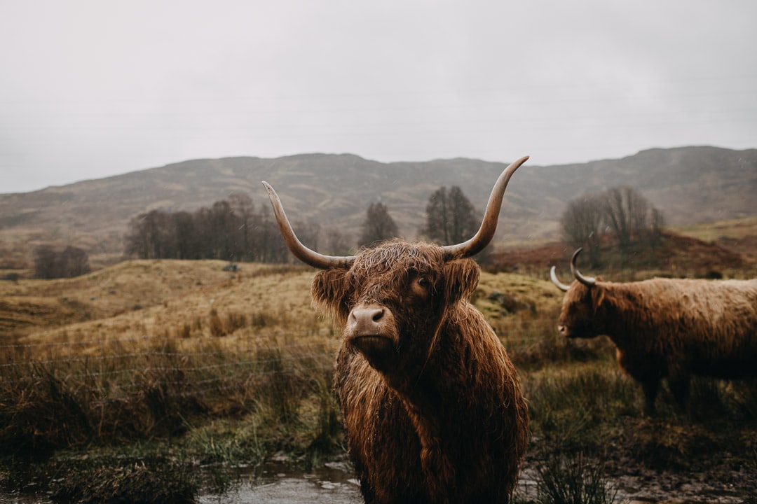 Wet highland cows, Scottish highlands