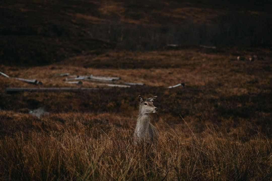 Meeting a deer on the roads to Glen Etive, backdrop to Skyfall during adventure session in the Scottish Highlands