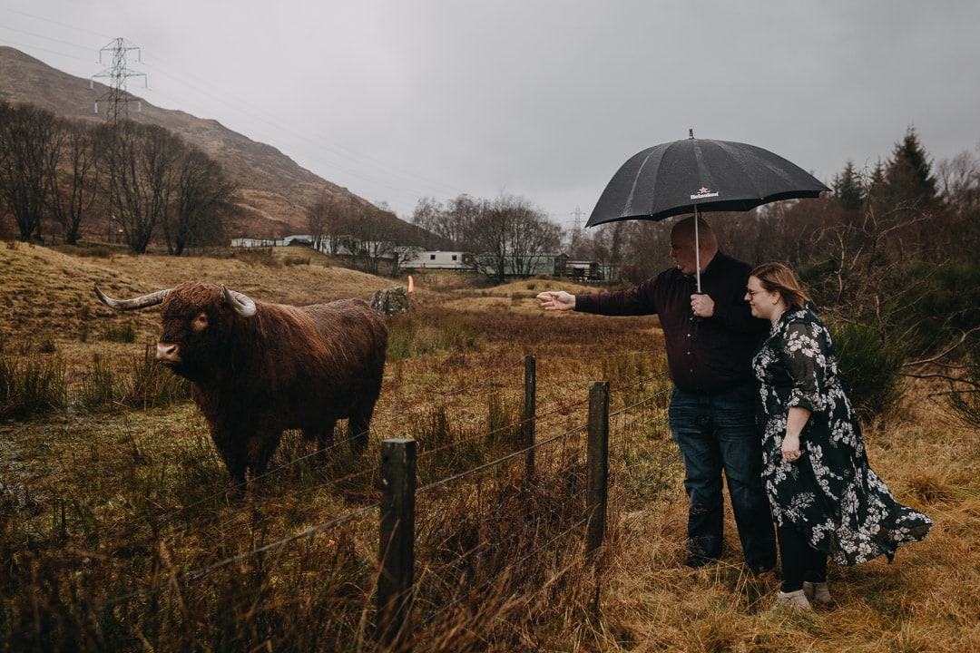 Meeting Highland cows on a Scottish adventure session near Glencoe