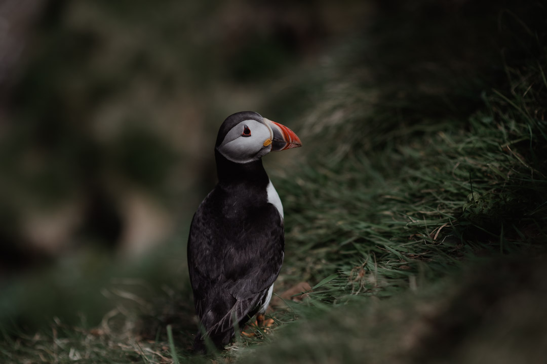 Puffin - Treshnish Isles